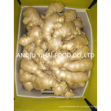 Anqiu Air-Dry-Ginger и свежий имбирь для продажи